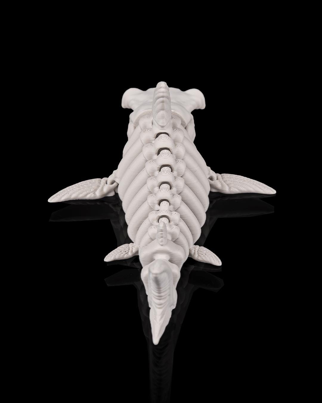 Articulated Skeleton Shark