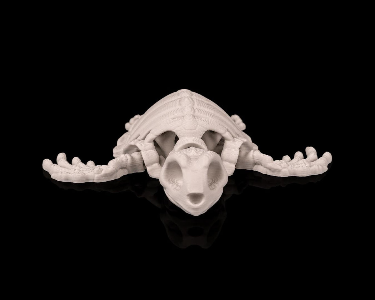 Articulated Skeleton Turtle
