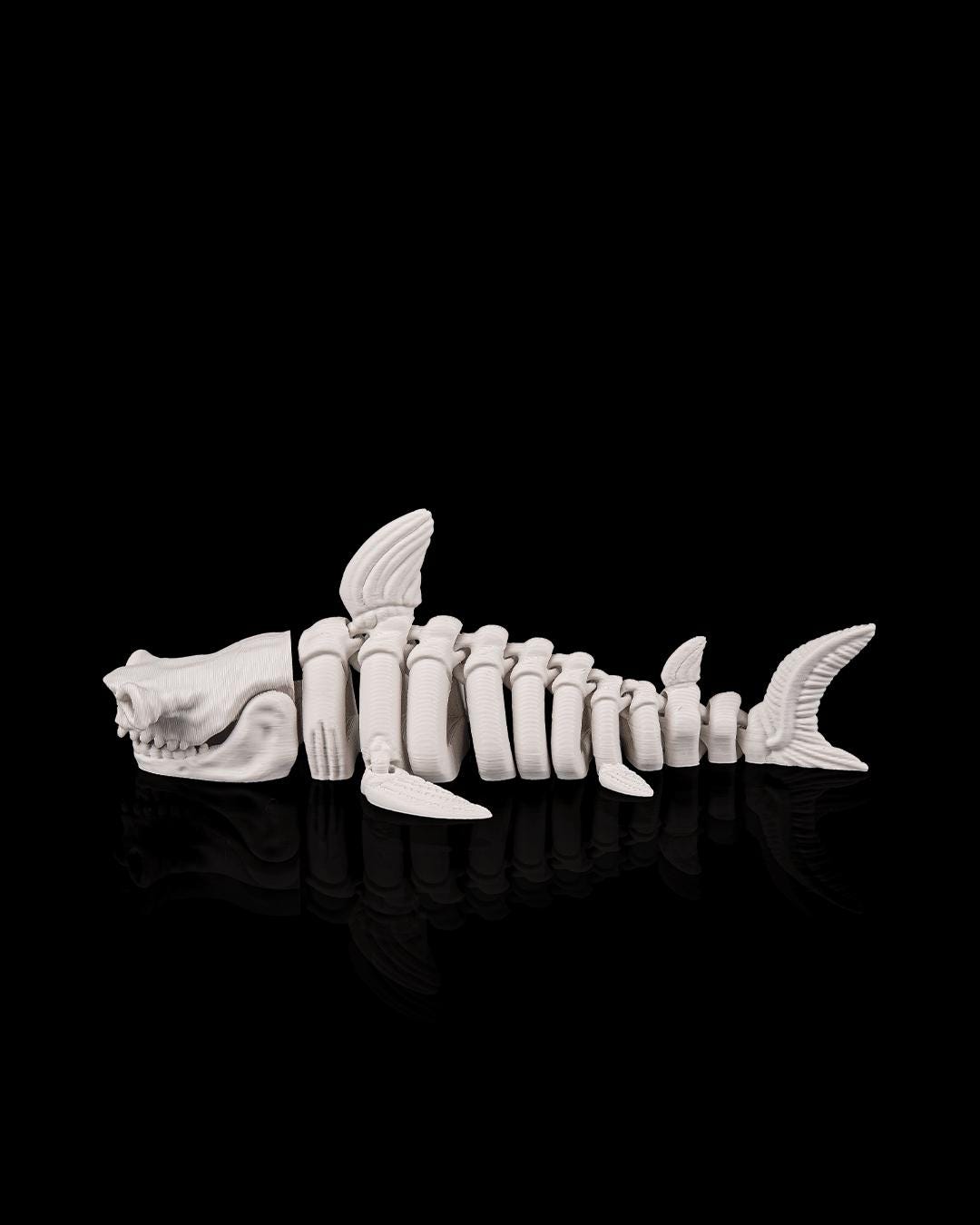 Articulated Skeleton Shark