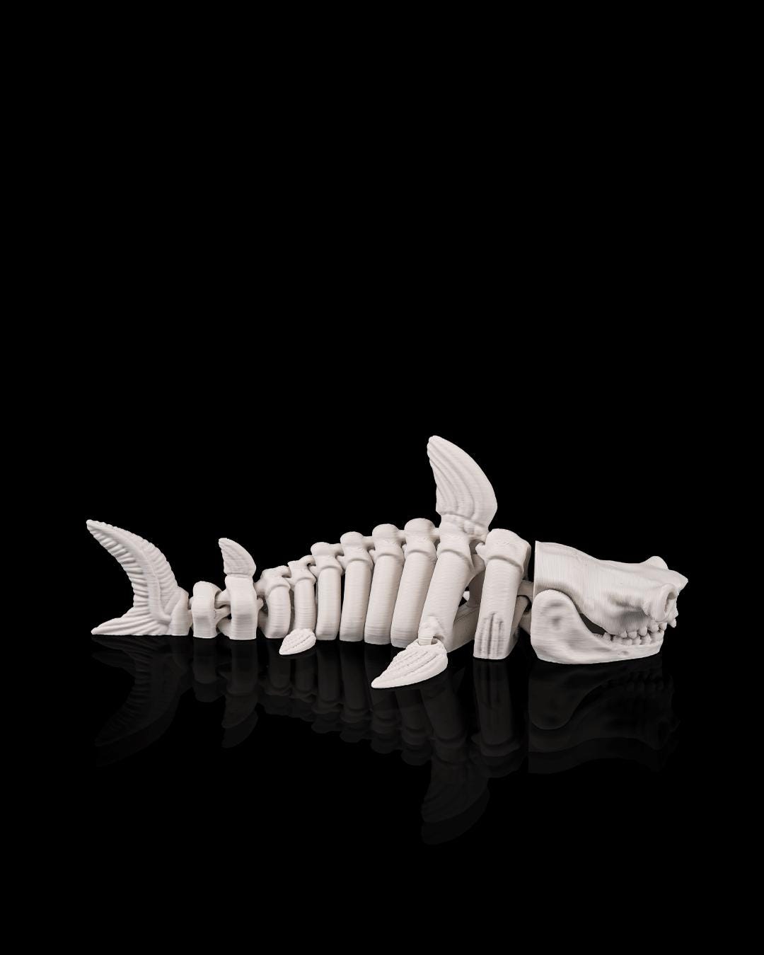 Articulated Skeleton Shark
