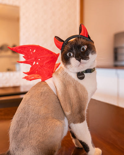 Cats