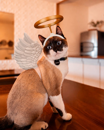 Cats