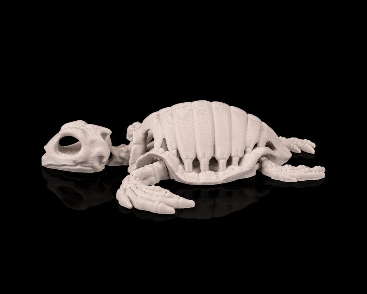 Articulated Skeleton Turtle