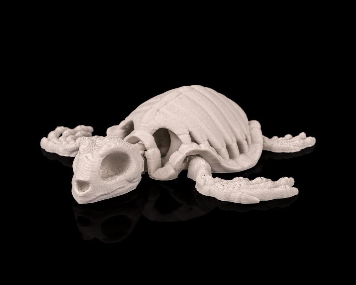 Articulated Skeleton Turtle